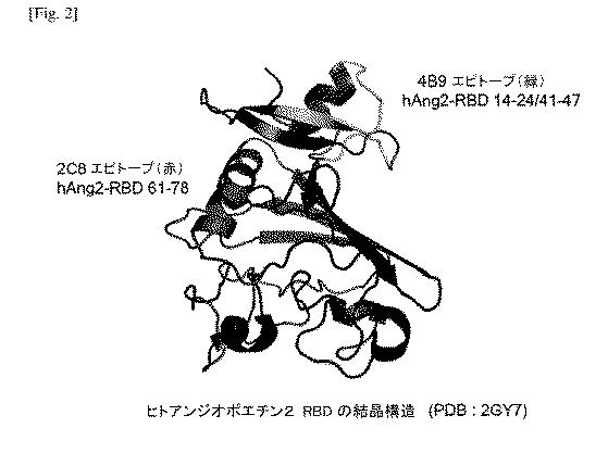 2021514670-抗アンジオポエチン２抗体およびその使用 図000040