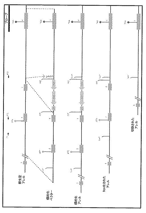 2016516399-非機能性ＴＳＰＯ遺伝子を有するトランスジェニック非ヒト生物 図000041