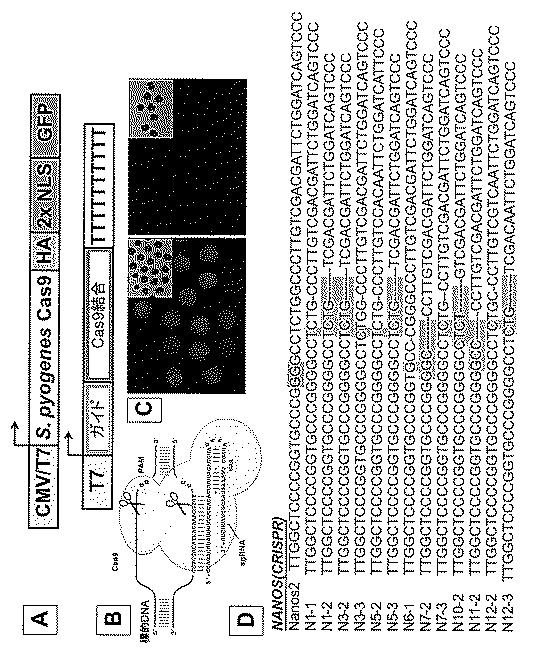 2017521079-生殖系列細胞を切除するＮＡＮＯＳノックアウト 図000041