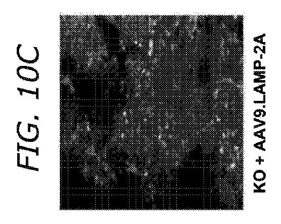 2019505588-ダノン病およびオートファジーの他の障害の治療のための方法 図000041