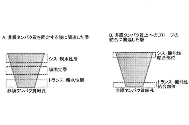 2021514189-ナノ細孔アセンブリとその使用 図000041