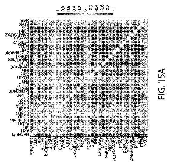 2021525361-空間マルチパラメータ細胞亜細胞画像データからの癌再発の予測 図000041