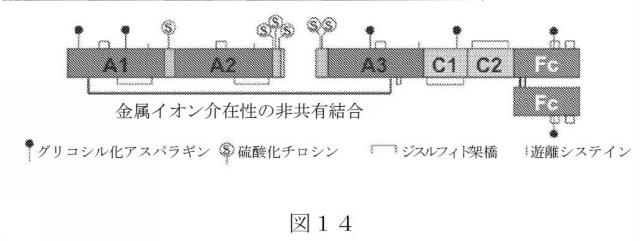 2015504898-第ＶＩＩＩ因子療法を受けている個体における第ＶＩＩＩ因子に対する免疫原性を低下させる方法 図000042