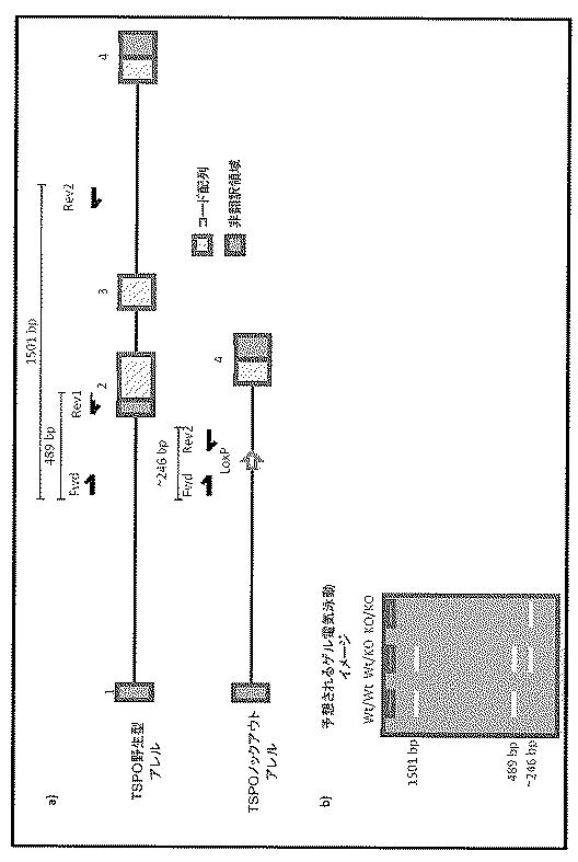 2016516399-非機能性ＴＳＰＯ遺伝子を有するトランスジェニック非ヒト生物 図000042