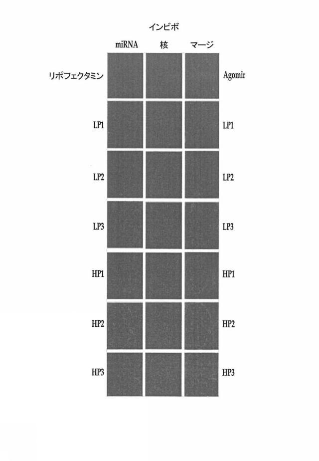 2018517005-超分岐重合体及びポリプレックス、並びにこれらを含むＤＮＡ又はＲＮＡ送達システム 図000042