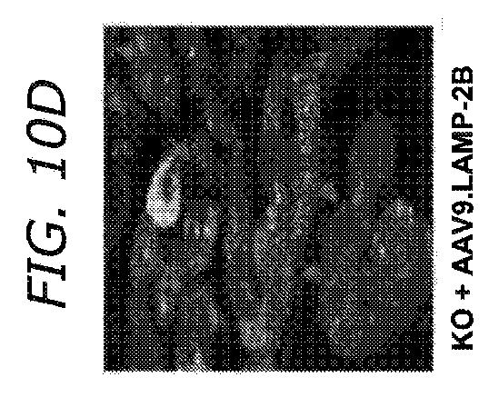 2019505588-ダノン病およびオートファジーの他の障害の治療のための方法 図000042