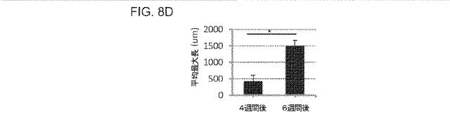 2019517480-脊髄損傷及び疼痛を処置するための抗ＲＧＭａ（Ｒｅｐｕｌｓｉｖｅ  Ｇｕｉｄａｎｃｅ  Ｍｏｌｅｃｕｌｅ  Ａ）アンタゴニスト抗体 図000042