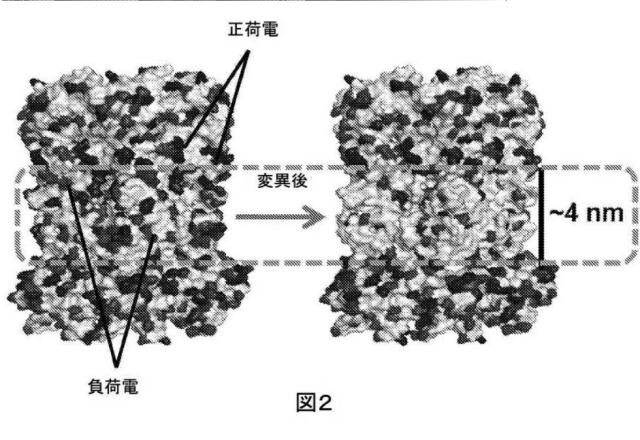 2021514189-ナノ細孔アセンブリとその使用 図000042