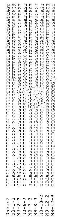 2017521079-生殖系列細胞を切除するＮＡＮＯＳノックアウト 図000043