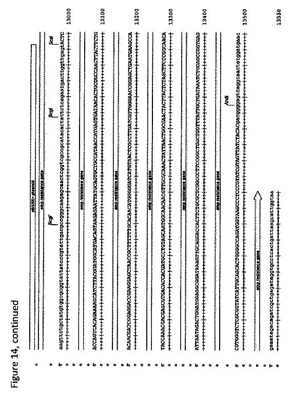 2018508230-異常ヘモグロビン症の予防及び治療のためのウイルスベクター 図000043