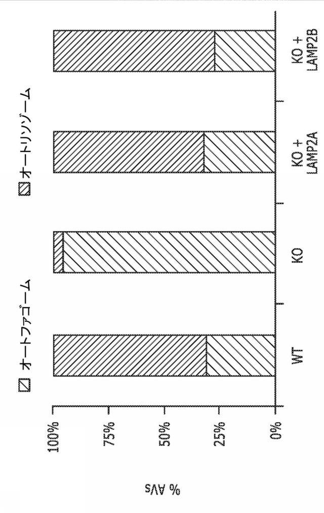 2019505588-ダノン病およびオートファジーの他の障害の治療のための方法 図000043