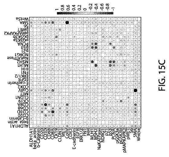 2021525361-空間マルチパラメータ細胞亜細胞画像データからの癌再発の予測 図000043