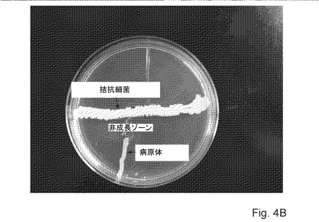 2016522174-植物の抗微生物処理のためのパッケージ 図000044