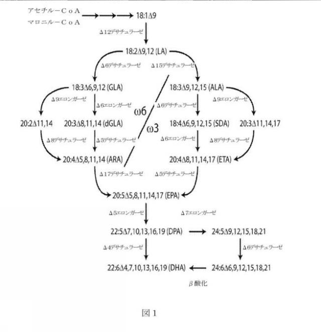 2017503053-長鎖多価不飽和脂肪酸を含む脂質 図000044