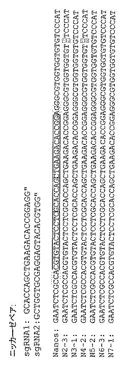 2017521079-生殖系列細胞を切除するＮＡＮＯＳノックアウト 図000044