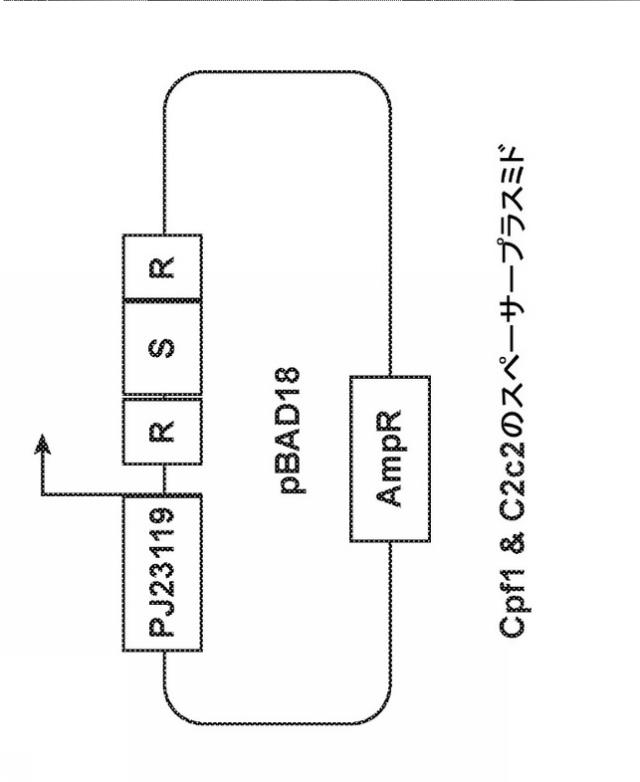 2021525105-標的細菌を死滅させるための方法および組成物 図000044