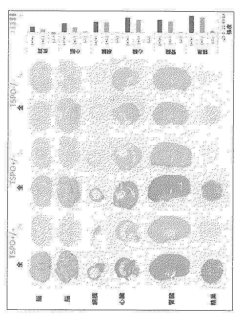 2016516399-非機能性ＴＳＰＯ遺伝子を有するトランスジェニック非ヒト生物 図000045