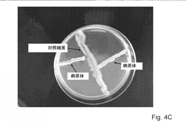 2016522174-植物の抗微生物処理のためのパッケージ 図000045