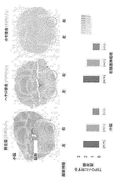 2016516399-非機能性ＴＳＰＯ遺伝子を有するトランスジェニック非ヒト生物 図000046