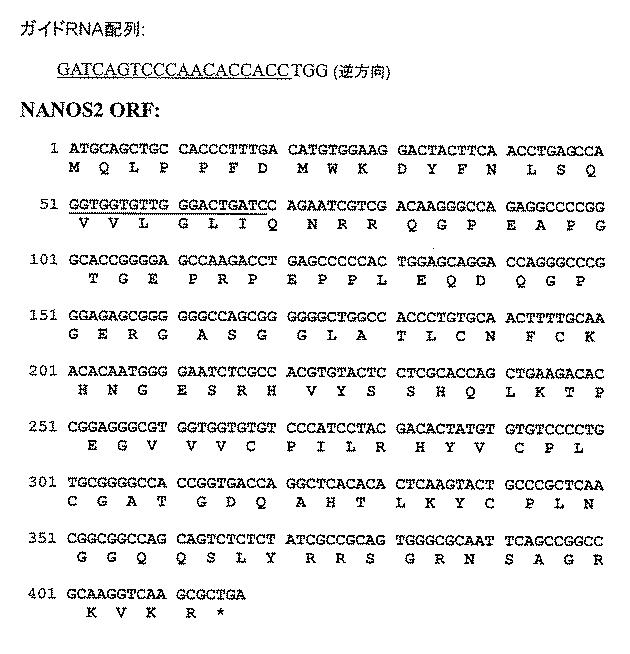 2017521079-生殖系列細胞を切除するＮＡＮＯＳノックアウト 図000046