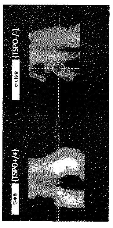 2016516399-非機能性ＴＳＰＯ遺伝子を有するトランスジェニック非ヒト生物 図000047