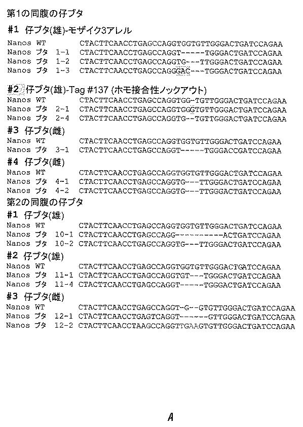 2017521079-生殖系列細胞を切除するＮＡＮＯＳノックアウト 図000047