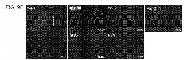 2019517480-脊髄損傷及び疼痛を処置するための抗ＲＧＭａ（Ｒｅｐｕｌｓｉｖｅ  Ｇｕｉｄａｎｃｅ  Ｍｏｌｅｃｕｌｅ  Ａ）アンタゴニスト抗体 図000047