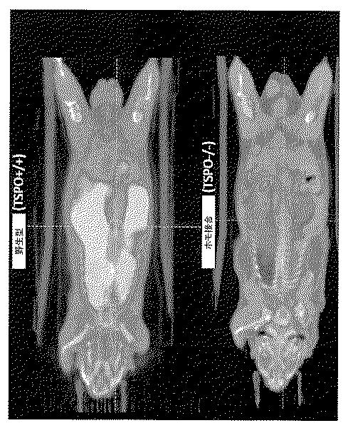 2016516399-非機能性ＴＳＰＯ遺伝子を有するトランスジェニック非ヒト生物 図000048