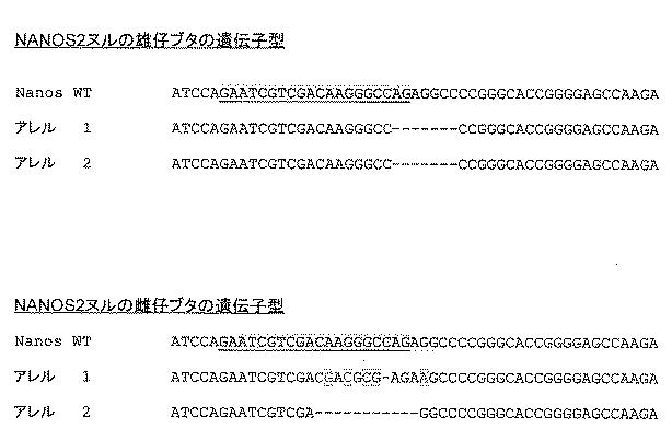 2017521079-生殖系列細胞を切除するＮＡＮＯＳノックアウト 図000049