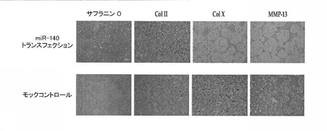 2018517005-超分岐重合体及びポリプレックス、並びにこれらを含むＤＮＡ又はＲＮＡ送達システム 図000049