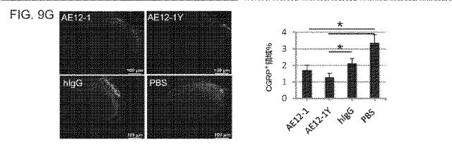 2019517480-脊髄損傷及び疼痛を処置するための抗ＲＧＭａ（Ｒｅｐｕｌｓｉｖｅ  Ｇｕｉｄａｎｃｅ  Ｍｏｌｅｃｕｌｅ  Ａ）アンタゴニスト抗体 図000050