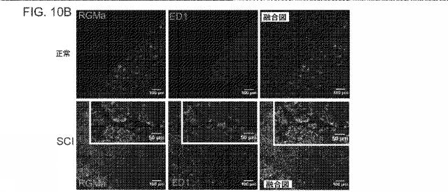 2019517480-脊髄損傷及び疼痛を処置するための抗ＲＧＭａ（Ｒｅｐｕｌｓｉｖｅ  Ｇｕｉｄａｎｃｅ  Ｍｏｌｅｃｕｌｅ  Ａ）アンタゴニスト抗体 図000052