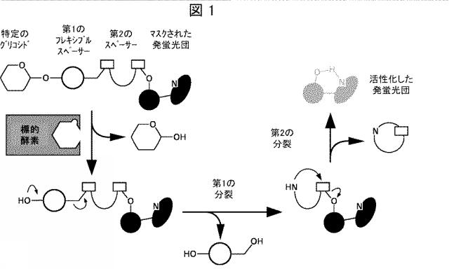 2020502127-蛍光発生グリコシダーゼ基質および関連する検出方法 図000052