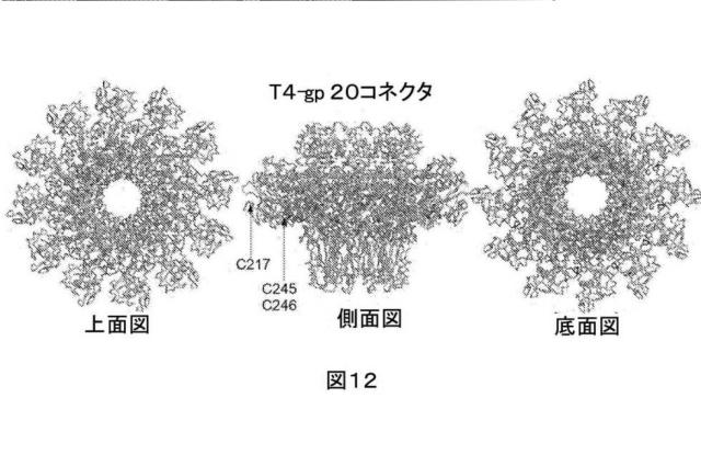 2021514189-ナノ細孔アセンブリとその使用 図000052