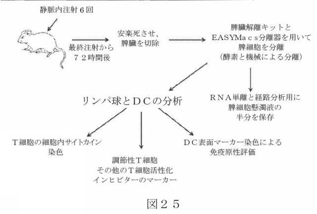 2015504898-第ＶＩＩＩ因子療法を受けている個体における第ＶＩＩＩ因子に対する免疫原性を低下させる方法 図000053