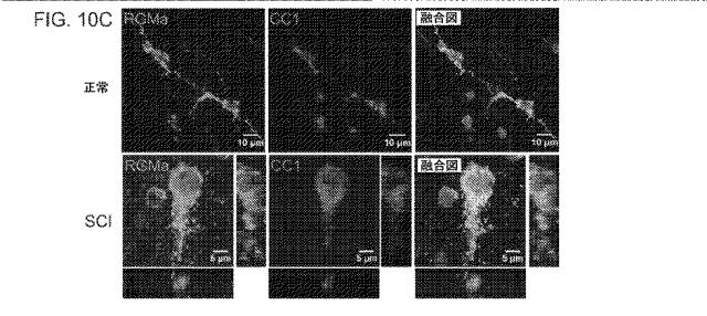 2019517480-脊髄損傷及び疼痛を処置するための抗ＲＧＭａ（Ｒｅｐｕｌｓｉｖｅ  Ｇｕｉｄａｎｃｅ  Ｍｏｌｅｃｕｌｅ  Ａ）アンタゴニスト抗体 図000053