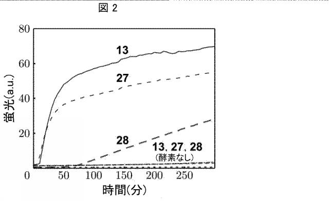 2020502127-蛍光発生グリコシダーゼ基質および関連する検出方法 図000053