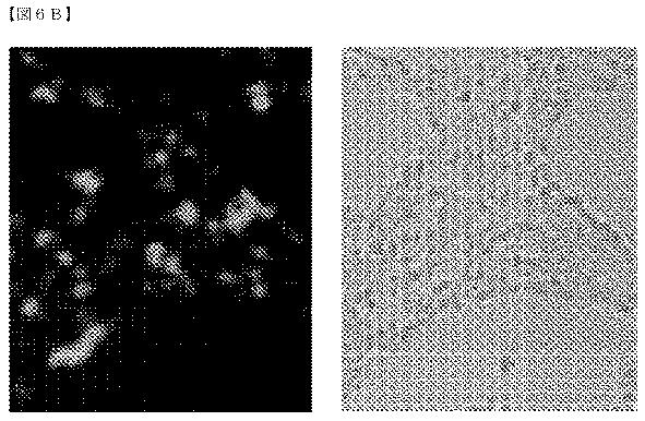 2018532404-リボ核タンパク質トランスフェクション薬剤 図000054