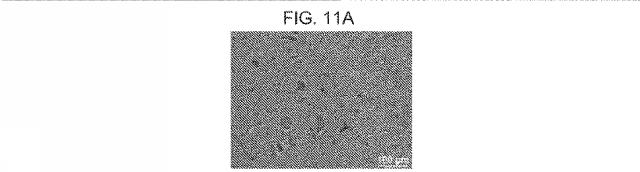 2019517480-脊髄損傷及び疼痛を処置するための抗ＲＧＭａ（Ｒｅｐｕｌｓｉｖｅ  Ｇｕｉｄａｎｃｅ  Ｍｏｌｅｃｕｌｅ  Ａ）アンタゴニスト抗体 図000054