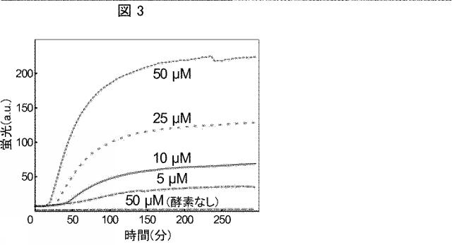 2020502127-蛍光発生グリコシダーゼ基質および関連する検出方法 図000054