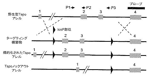 2016516399-非機能性ＴＳＰＯ遺伝子を有するトランスジェニック非ヒト生物 図000055