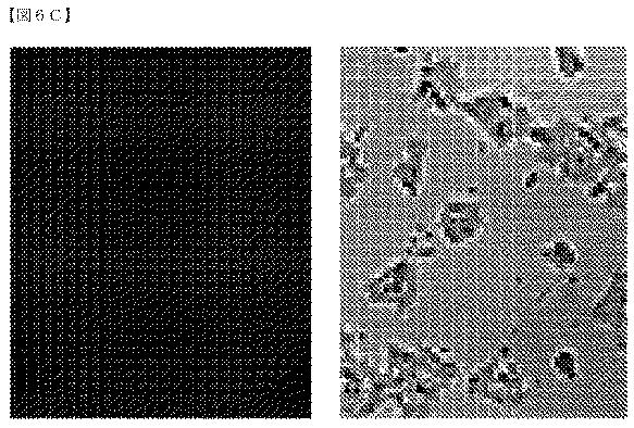 2018532404-リボ核タンパク質トランスフェクション薬剤 図000055