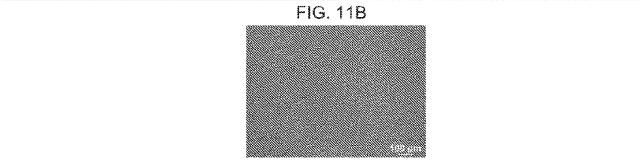 2019517480-脊髄損傷及び疼痛を処置するための抗ＲＧＭａ（Ｒｅｐｕｌｓｉｖｅ  Ｇｕｉｄａｎｃｅ  Ｍｏｌｅｃｕｌｅ  Ａ）アンタゴニスト抗体 図000055