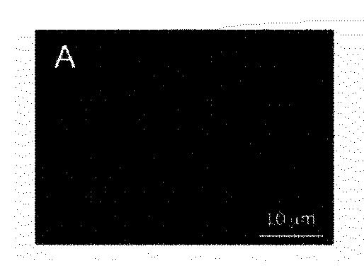 2020502127-蛍光発生グリコシダーゼ基質および関連する検出方法 図000055