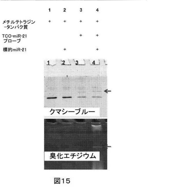 2021514189-ナノ細孔アセンブリとその使用 図000055