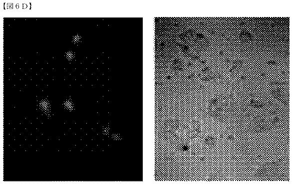 2018532404-リボ核タンパク質トランスフェクション薬剤 図000056