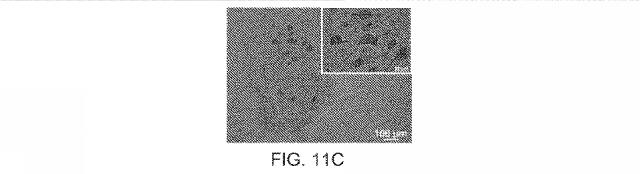 2019517480-脊髄損傷及び疼痛を処置するための抗ＲＧＭａ（Ｒｅｐｕｌｓｉｖｅ  Ｇｕｉｄａｎｃｅ  Ｍｏｌｅｃｕｌｅ  Ａ）アンタゴニスト抗体 図000056