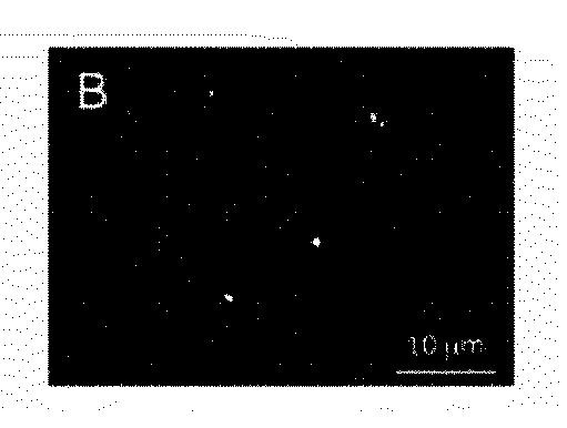 2020502127-蛍光発生グリコシダーゼ基質および関連する検出方法 図000056