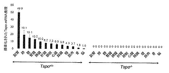 2016516399-非機能性ＴＳＰＯ遺伝子を有するトランスジェニック非ヒト生物 図000057