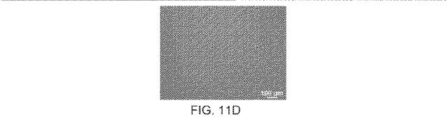 2019517480-脊髄損傷及び疼痛を処置するための抗ＲＧＭａ（Ｒｅｐｕｌｓｉｖｅ  Ｇｕｉｄａｎｃｅ  Ｍｏｌｅｃｕｌｅ  Ａ）アンタゴニスト抗体 図000057